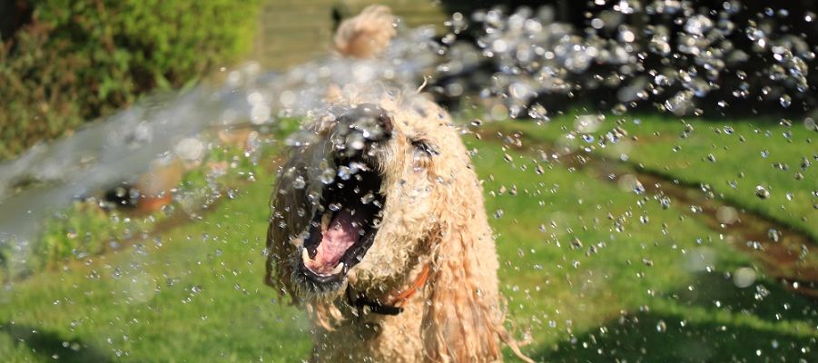 The Dog Days of Summer
